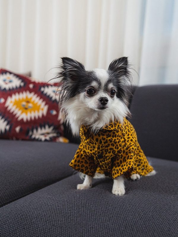 Oblacila za pse Pancho chihuahua pasja pizama leopard 1