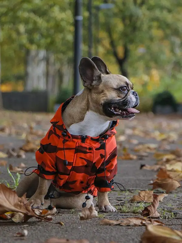 Oblačilo za pse dežni plašček Frajer Francoski buldog Pancho 1