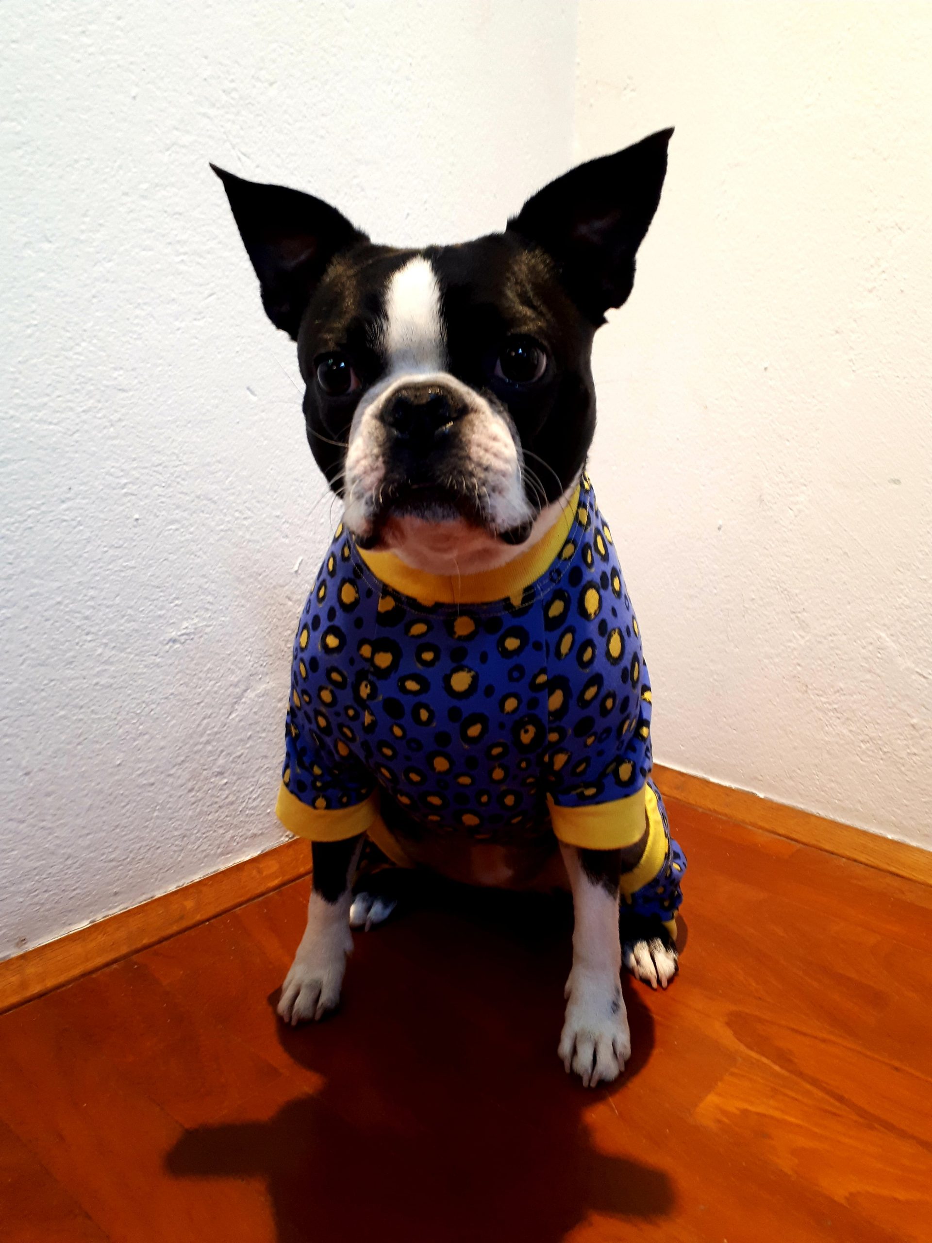 Mnenje Pancho oblačilo za pse močerad