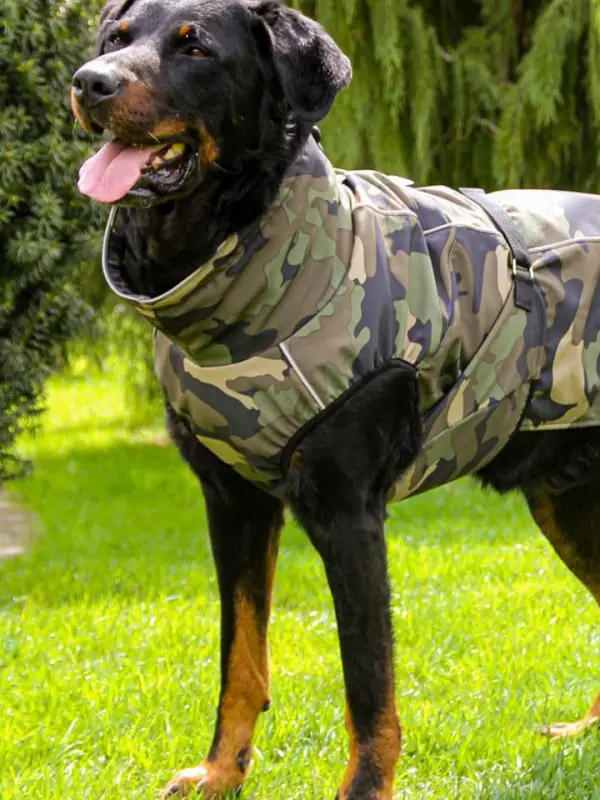 Dežni plašč za pse Pancho beauceron