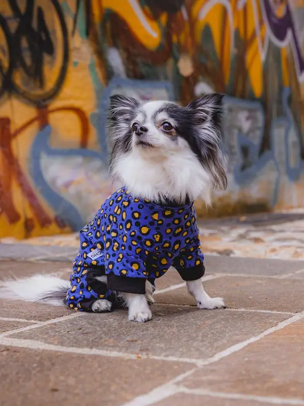 Pancho civava oblačilo za pse močerad