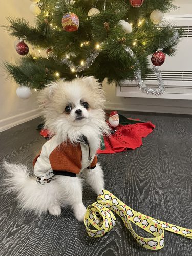 OBLAČILO ZA PSA RIS photo review