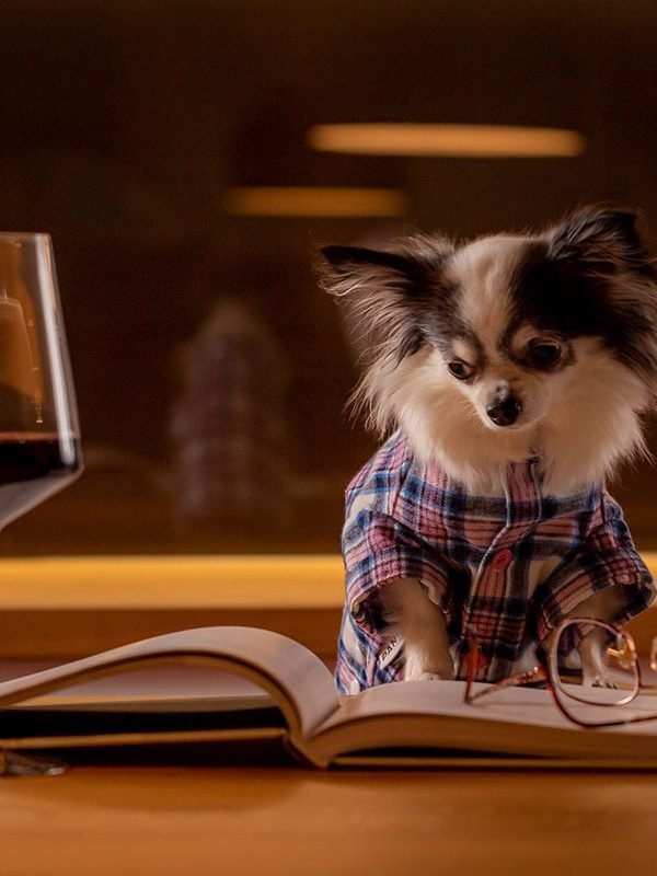 Oblačilo za pse Pancho chihuahua pasja obleka pizama Karo 1