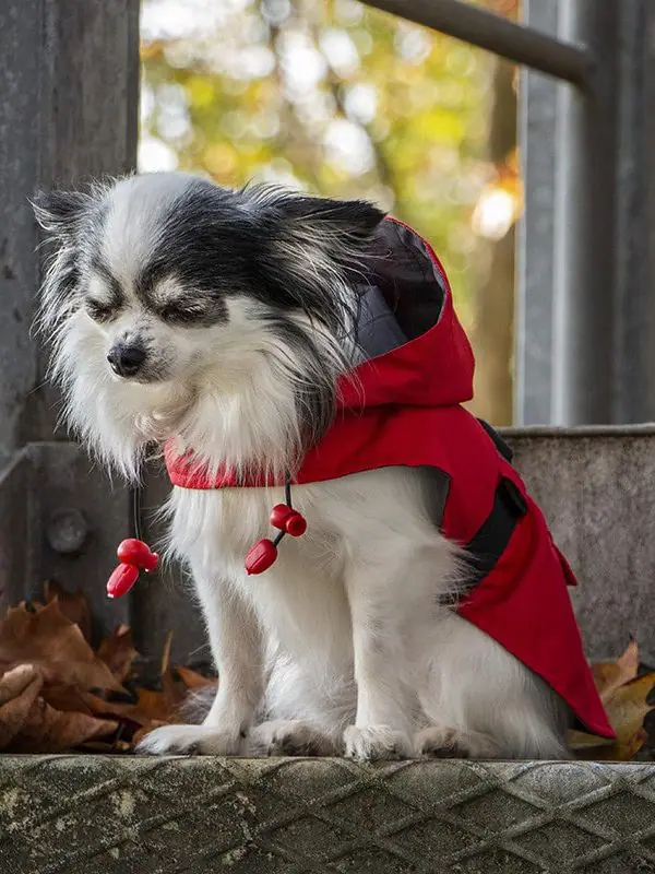 Oblacila za pse Pancho dezni chihuahua plascek Feniks
