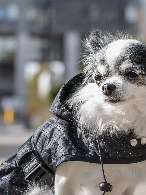 Oblacila za pse Pancho dezni plascek kozmos chihuahua Pancho 2