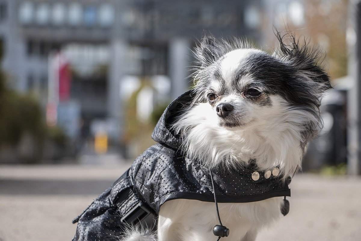 Oblacila za pse Pancho dezni plascek kozmos chihuahua Pancho 2