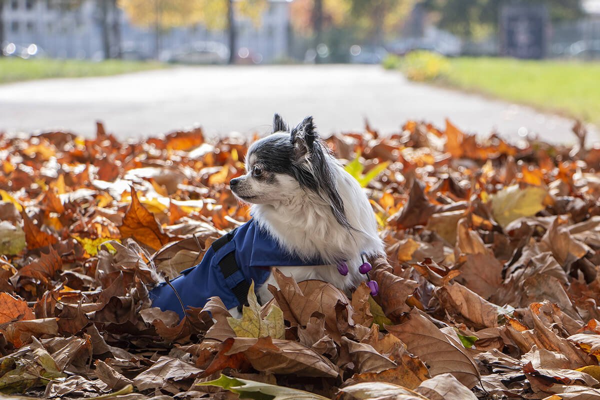 Oblacila-za-pse-Pancho-dezni-plascek-kraljevo-velicanstvo-chihuahua-2_b Oblacila za pse Pancho dezni plascek kraljevo velicanstvo chihuahua Pancho 2