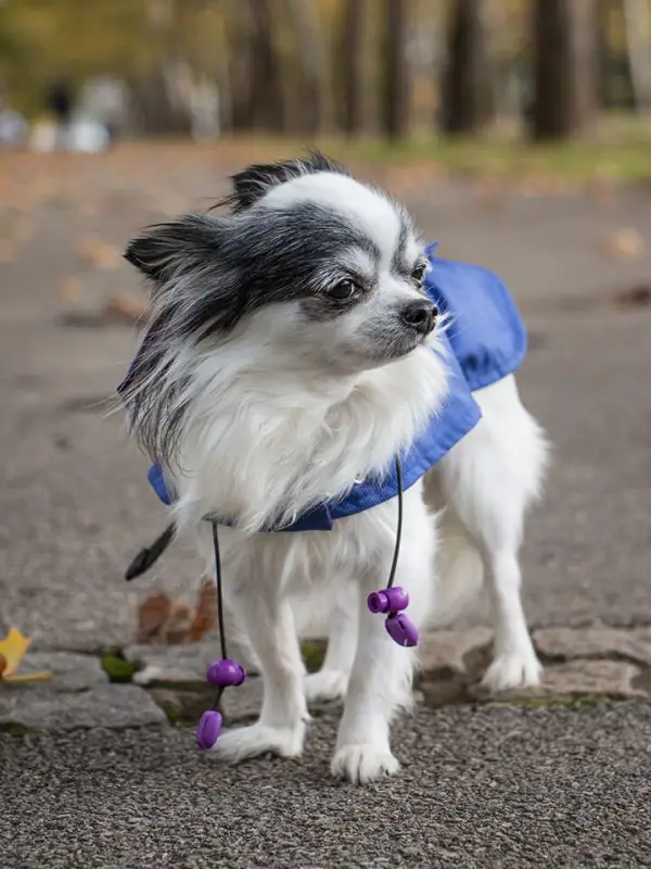 Oblacila za pse Pancho dezni plascek kraljevo velicanstvo chihuahua Pancho
