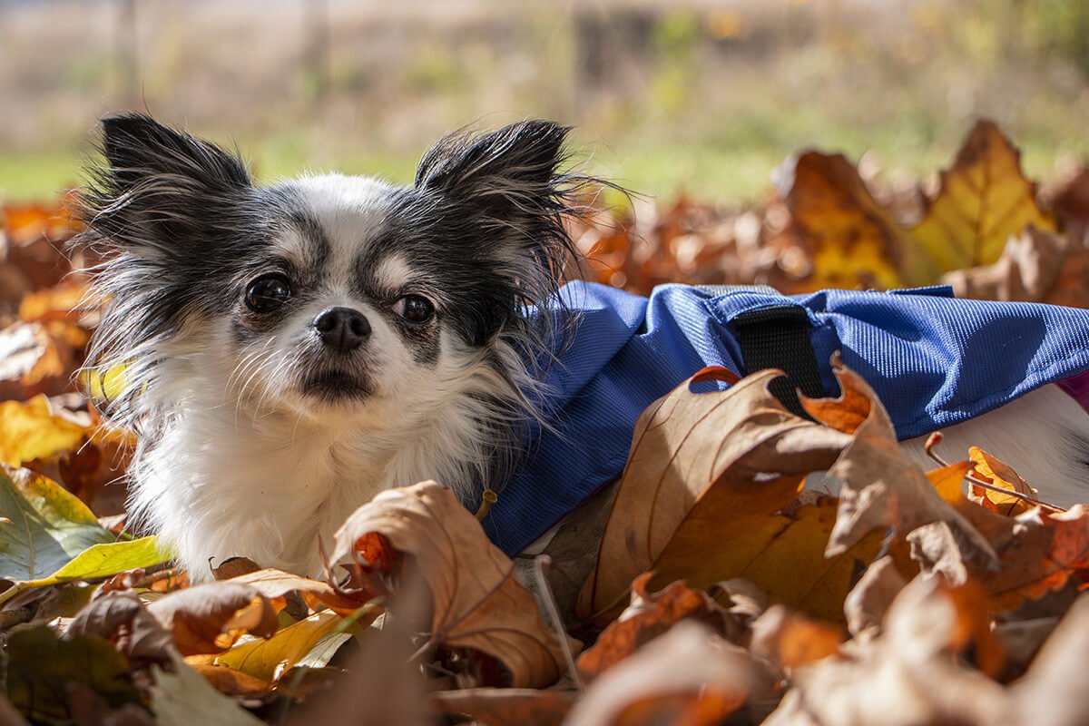 Oblacila-za-pse-Pancho-dezni-plascek-kraljevo-velicanstvo-chihuahua_b Oblacila za pse Pancho dezni plascek kraljevo velicanstvo chihuahua Pancho 3