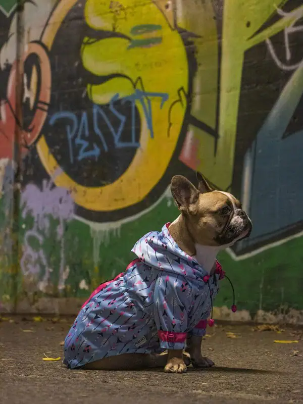 Oblacila za pse Pancho dezni plascek puscica francoski buldog Pancho