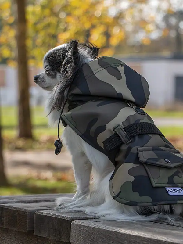 Oblacila za pse Pancho dezni chihuahua plascek Vojašček 1