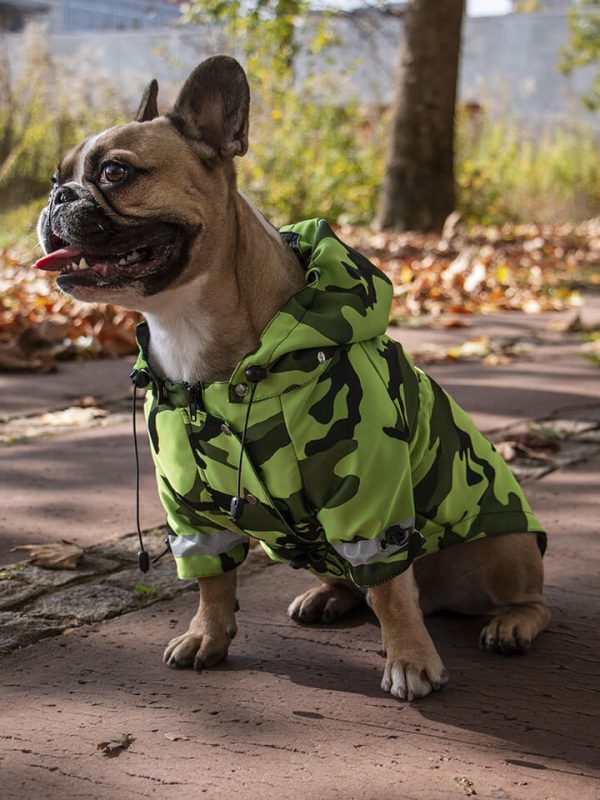 Oblacila za pse Pancho dezni plascek zasluzkar francoski buldog Pancho 1