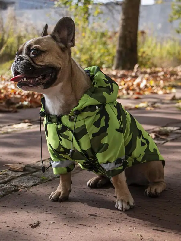 Oblacila za pse Pancho dezni plascek zasluzkar francoski buldog Pancho 1