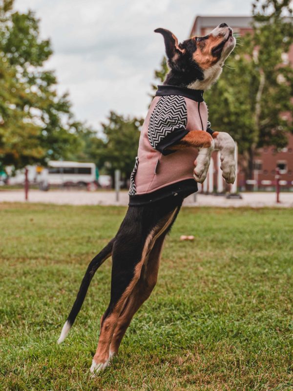 Oblačilo za pse Pancho pasja obleka pav 1