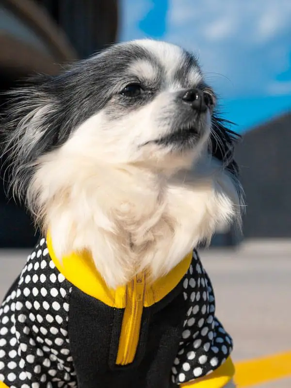 Oblačilo za pse Pancho chihuahua pasja obleka Čebela 3