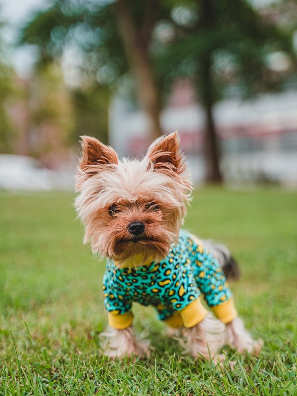 Pancho oblačilo za pse kameleon