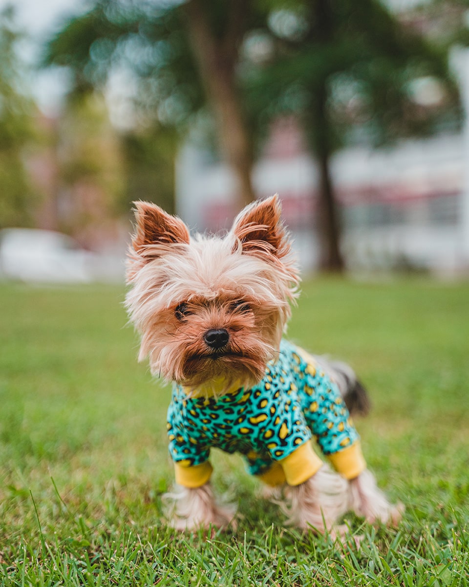 Pancho oblačilo za pse kameleon