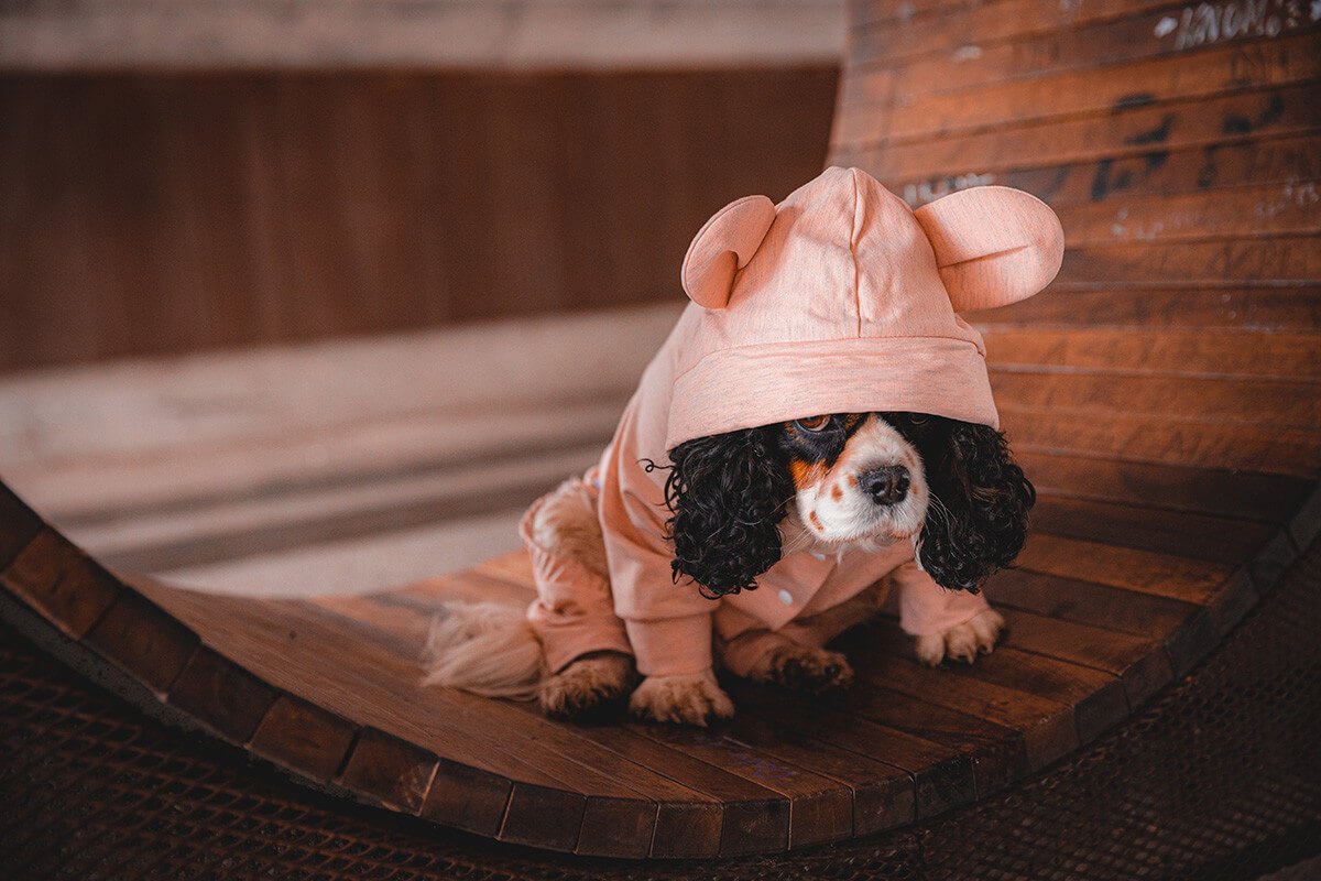 oblacila-za-pse-Pancho-Cavalier-King-Charles-spanjel-pasja-obleka-uhko2_2_b Oblačilo za pse Pancho pasja obleka Uhko roza