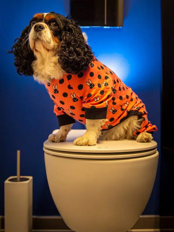 Oblačilo za pse Pancho cavalier king charles spanjel pasja obleka zajcek