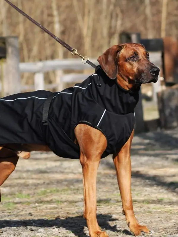 oblacila za pse Pancho Rhodesian ridgeback pasji dezni plasc veliki sef 1