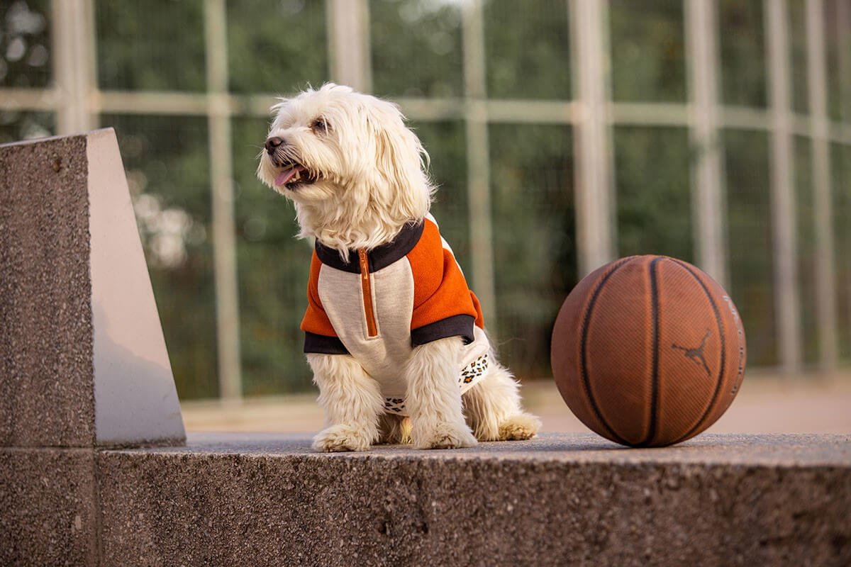Oblačilo za pse Pancho maltezan pasja obleka Ris