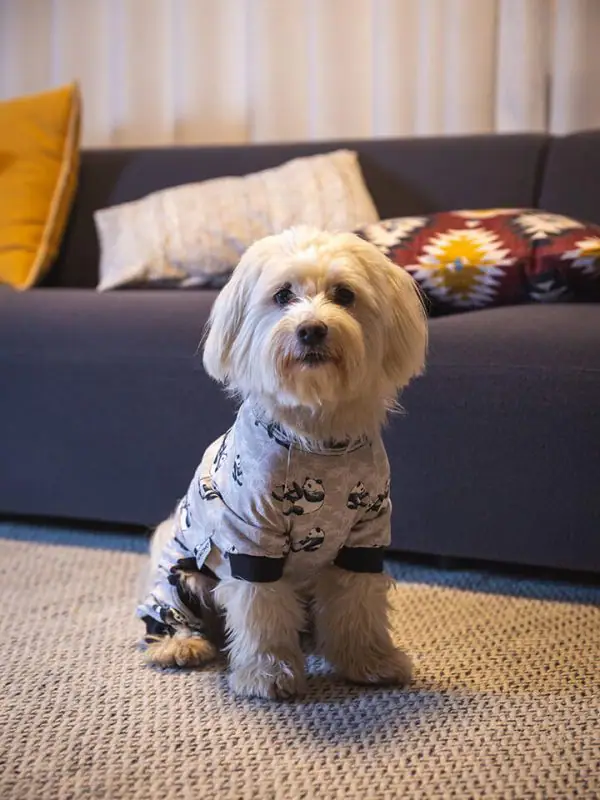 Oblačilo za pse Pancho mesancek pasja obleka Panda 1