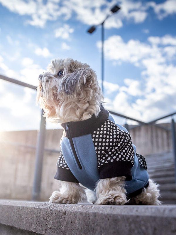 Oblačilo za pse Pancho mesancek pasja obleka Plamenec moder 1