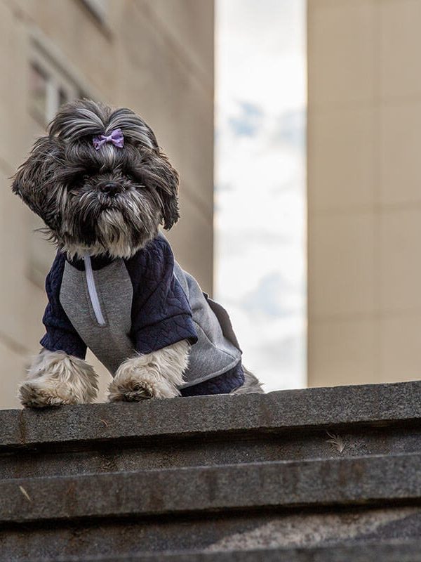 Oblačilo za pse Pancho Shih tzu pasja obleka trenirko