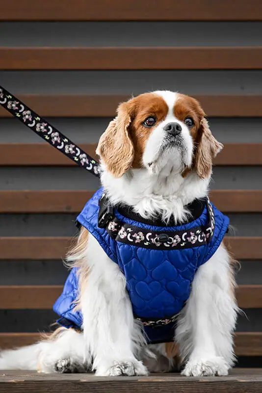 Pancho zimski plašč za pse Berlin moder Nezka Cavalier King Charles španjel