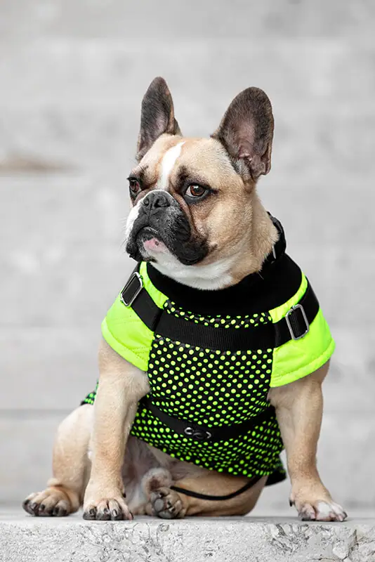 Pancho oblačila za pse zimski plašček Hugo za francoske buldoge