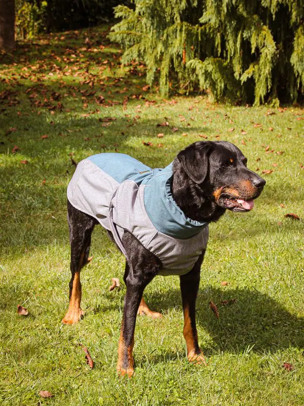 Pancho veliki dežni plašč za pse veliki pohodnik Beauceron