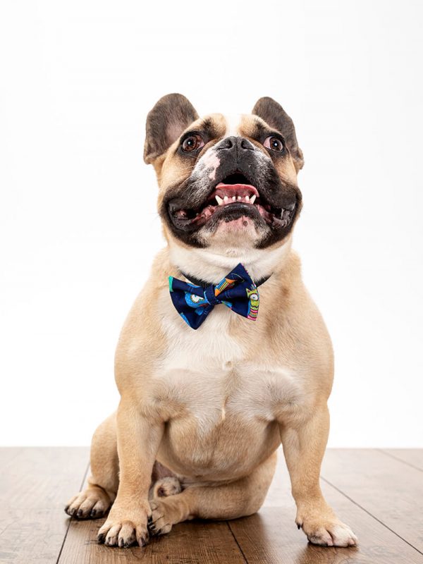 Pancho metuljčki za pse Sovica