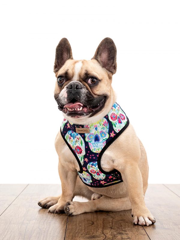 Pancho oprsnica rockstar za fransocke buldoge