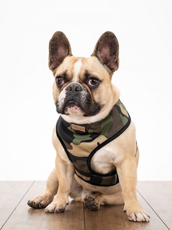 Oprsnica Pancho S.W.A.T. za francoske buldoge