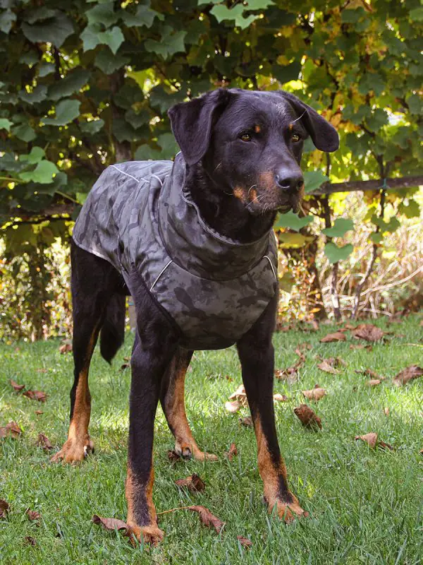 Pancho veliki dežni plašč za pse veliki predator Beauceron