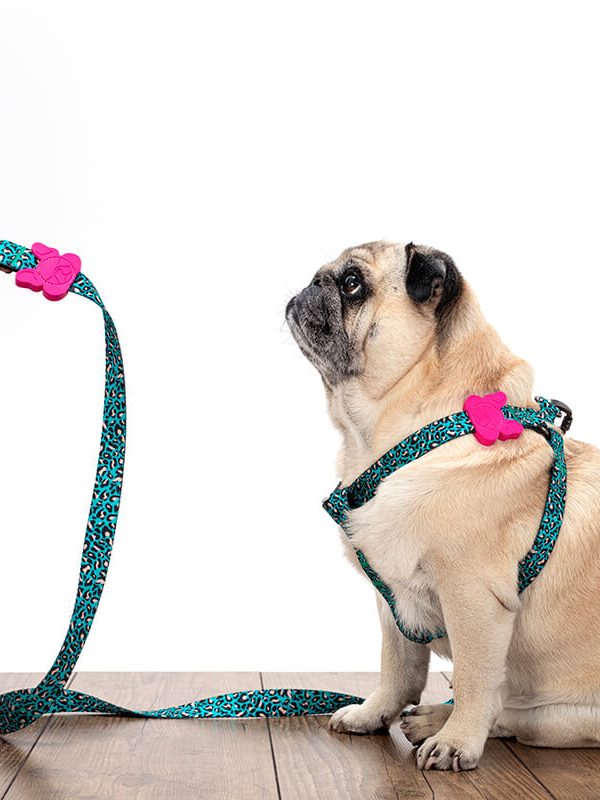 Pancho povodec za pse turkizni mestni safari