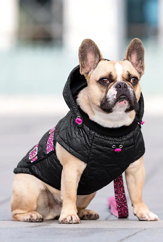 Pancho oblačila za pse zimski plašček Roxy za francoske buldoge