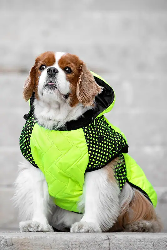 Pancho zimski plašč za pse Wuf-ruff