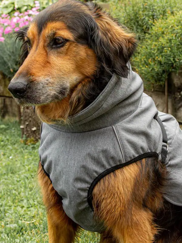 Pancho pasja oblačilo dežni plašč veliki birokrat